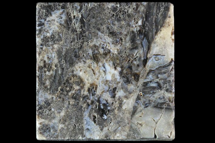 Rhynie Chert - Early Devonian Vascular Plant Fossils #86725